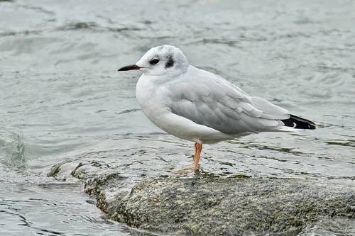 Mature Bonaparte’s gull (Chroicocephalus Philadelphia) by Alan Vernon. is licensed under CC BY-NC-SA 2.0